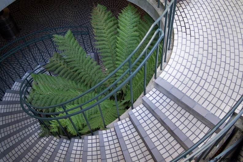 ferns and stairs2011d02c057.jpg